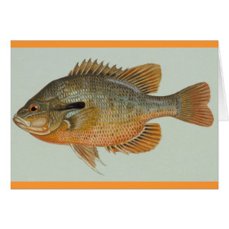 Cartão Sunfish de Redbreast - auritus do Lepomis
