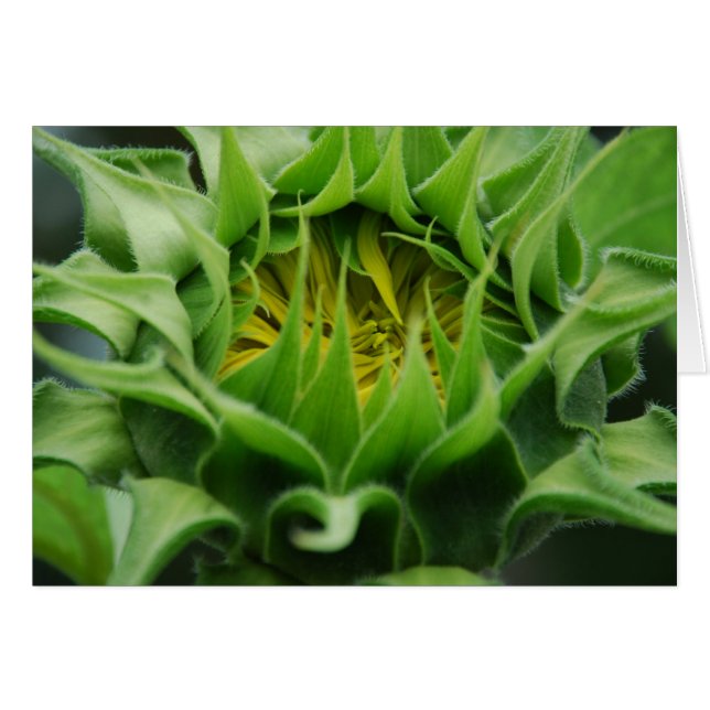 Cartão Sunflower Awakens (Frente Horizontal)