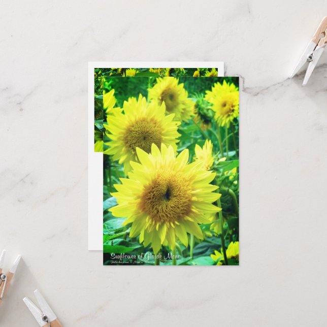Cartão Sunflower：Flat Greeting Card (Frente/Verso In Situ)