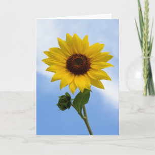 Cartão Sunflower Greeting Cards