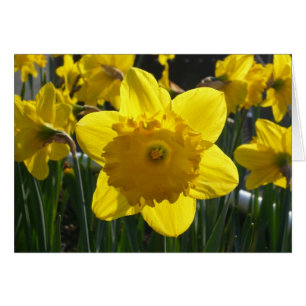 Cartão Sunlit Daffodil