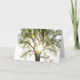 Cartão Sunlit Tree