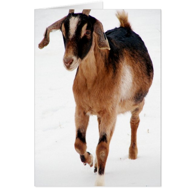 Cartão Sunni Dashin' Na Neve (Frente)