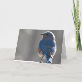 Cartão Sunny Bluebird