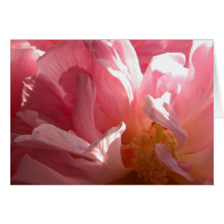 Cartão Sunny Confederated Rosa