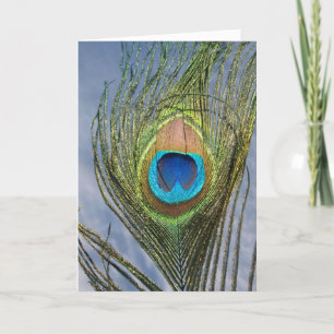 Cartão Sunny Peacock Feather Card