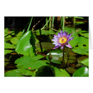Cartão Sunny Water Lily