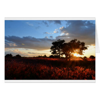 Cartão Sunset Africano Espetacular