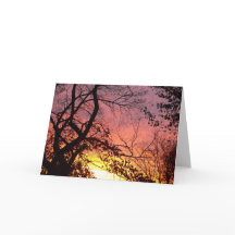 Sunset Colorido Através De Árvores Negras