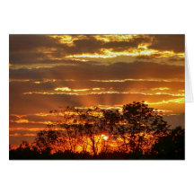 Sunset Com Raios De Ouro Através De Árvores