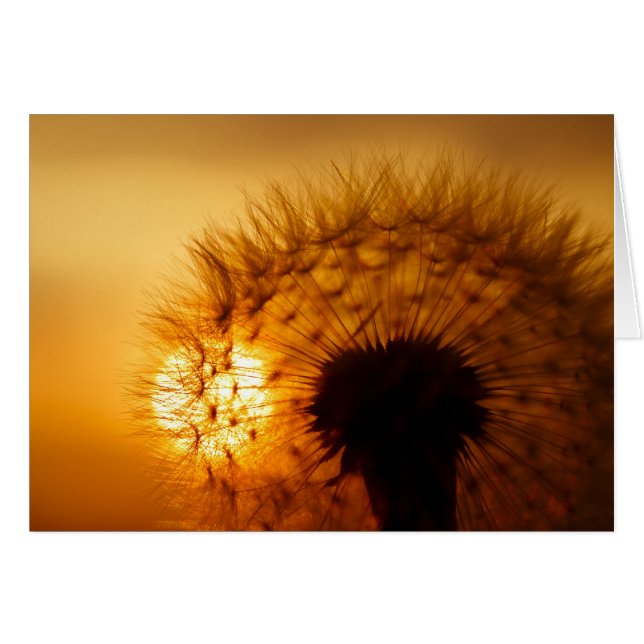 Cartão Sunset e Dandelion (Frente Horizontal)