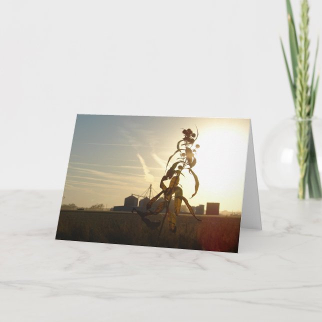 Cartão Sunset em Morning Sun, Iowa (Frente)