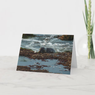 Cartão Sunset Lit Harbor Seal I em San Diego