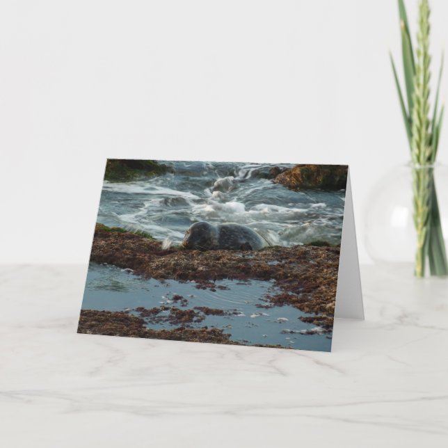 Cartão Sunset Lit Harbor Seal I em San Diego (Frente)