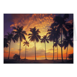 Cartão Sunsetpalm