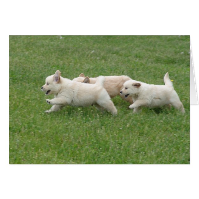 Cartão Sunshine Hill Puppies (Frente horizontal)