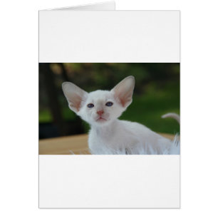 Cartão Super Gatinho Siamês