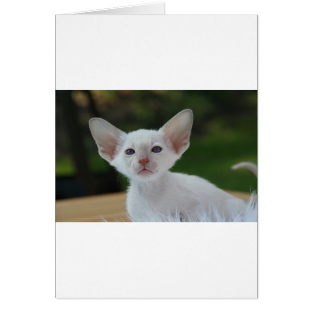 Cartão Super Gatinho Siamês (Frente)