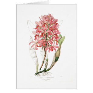 Cartão Superbiens do Laelia