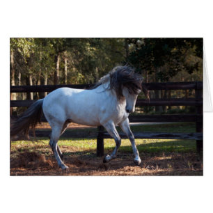 Cartão Suporte do garanhão