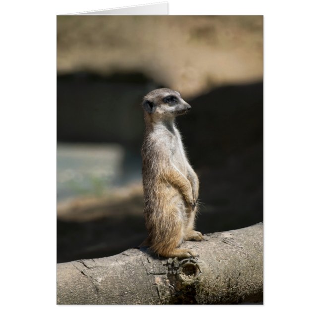 Cartão Suricata (Frente)