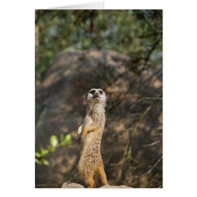 Cartão Suricata (Frente)