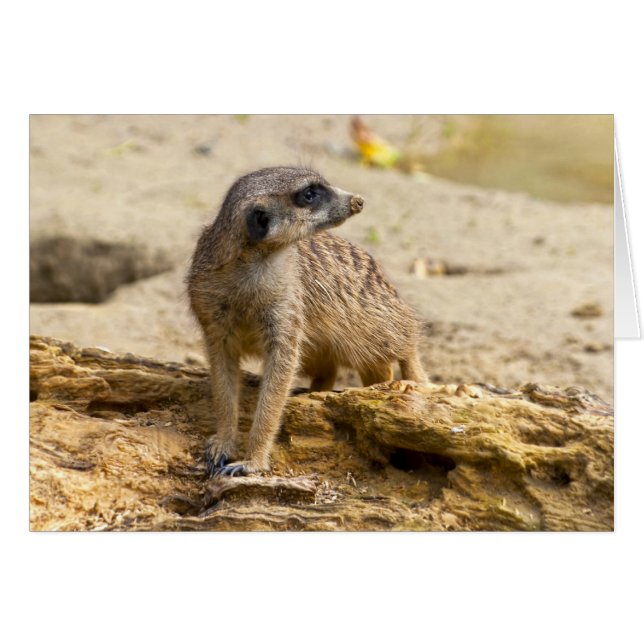 Cartão Suricata (Frente Horizontal)