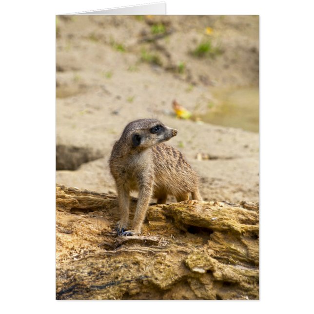 Cartão Suricata (Frente)