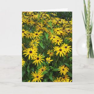 Cartão Susan Daisies de olhos negros