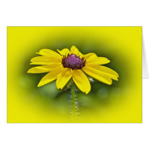 Cartão Susan Wildflower de olhos negros