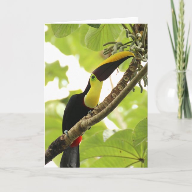 Cartão Swainson Toucan Exotic Bird (Frente)