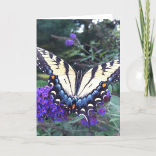 Cartão Swallowtail Butterfly Card 3