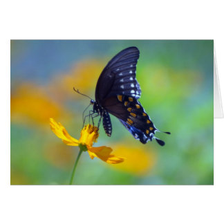 Cartão Swallowtail preto oriental