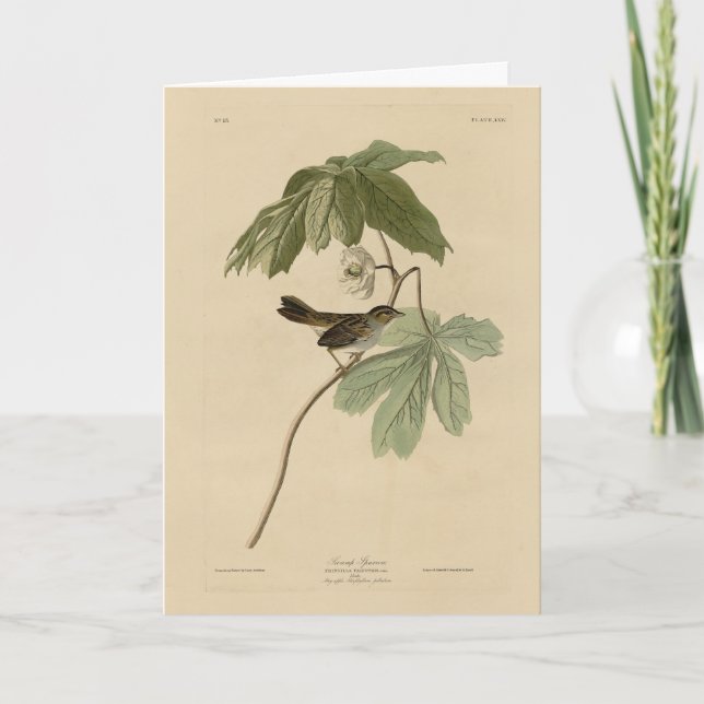 Cartão Swamp Sparrow from Audubon's Birds of America (Frente)