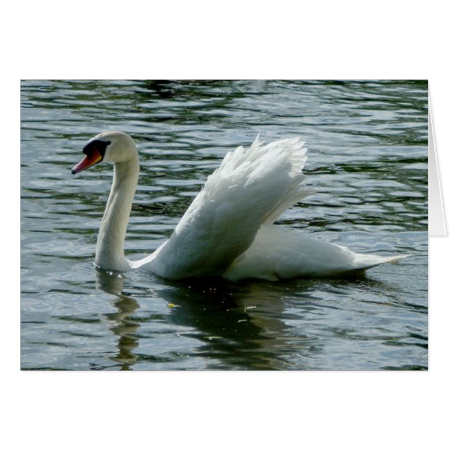 Cartão Swan (Frente Horizontal)
