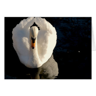 Cartão Swan