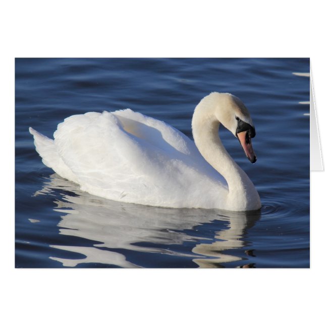 Cartão Swan em um lago (Frente Horizontal)