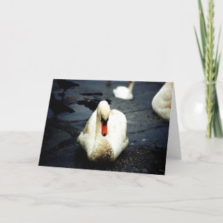 Cartão Swan - Galway, Irlanda