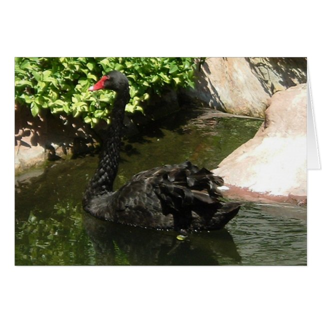 Cartão Swan Negro (Frente Horizontal)