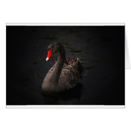 Cartão Swan Negro