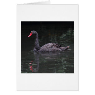 Cartão Swan Negro