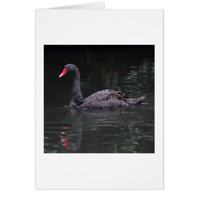 Cartão Swan Negro (Frente)