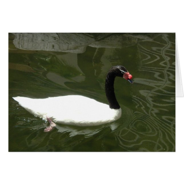 Cartão Swan preto e branco (Frente Horizontal)