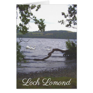 Cartão Swans on Loch Lomond