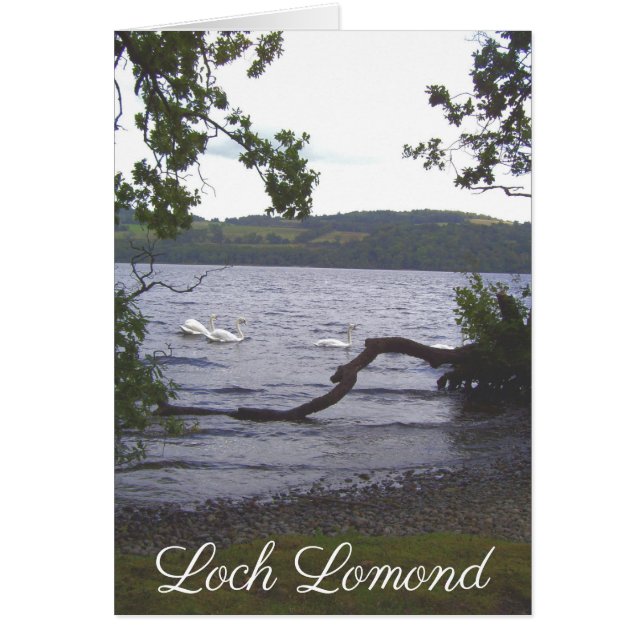 Cartão Swans on Loch Lomond (Frente)