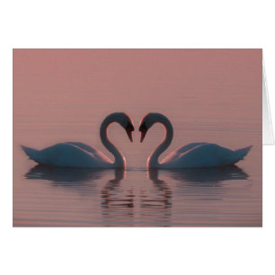 Cartão Swans Rosa Devem Ser Apaixonados