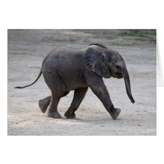 Cartão Sweet Baby Elephant Kibali (Frente Horizontal)