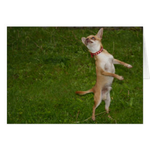 Cartão Sweet Charlie Chihuahua