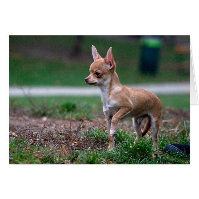 Cartão Sweet Chihuahua Puppy Gundog Wannabe (Frente horizontal)