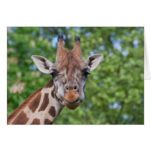 Cartão Sweet Curios Giraffe